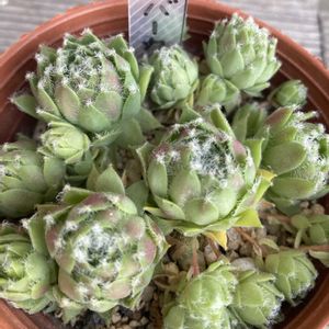 多肉植物,日曜日はセンペル,玄関アプローチ,お出かけ先の画像