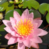 スイレン,ヒペリカム,ズッキーニ,コンニャク,ナスの花の画像