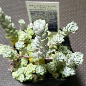 セダム,ケープブランコ,セダム スパツリフォリウム 'ケープブランコ' ,多肉植物,セダム属の画像
