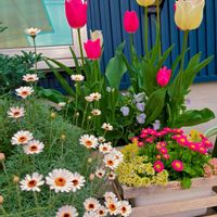 チューリップ,デージー,ローダンセマム,スイート  アリッサムの画像