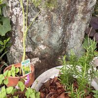 ローズマリー,レモンバーム,ディル,ハーブ,鉢植えの画像