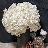 シラン,紫蘭,ｱﾌﾞﾁﾛﾝ,ﾀﾞｼﾌｨﾙﾑ,ｼﾓﾂｹの画像