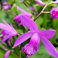 シラン,日本庭園,裏庭,姫路城,今日のお花の画像