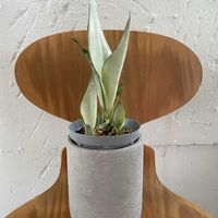 サンセベリア ムーンシャイン,サンスベリア・ムーンシャイン,多肉植物,観葉植物,植え替えの画像