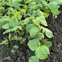 黒大豆,iPhone撮影,ホッコリ,小さな畑,わたしの楽しみの画像