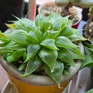 ハオルチア,祝宴,祝宴錦,多肉植物,ハオルチア属の画像