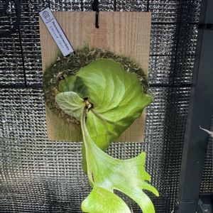 ビカクシダ リドレイ,多肉植物,ジャンク,ジャンクガーデン,シャビーの画像