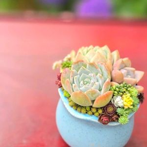 セダム,エケベリア,寄せ植え,多肉植物,多肉植物寄せ植えの画像
