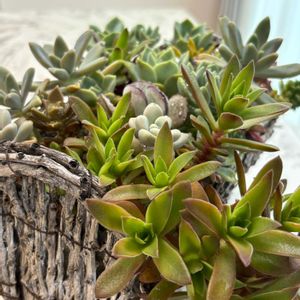 多肉植物寄せ植えの画像