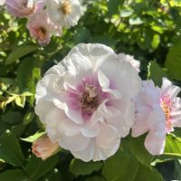 アイズ フォー ユー,植物のある暮らし,ばら バラ 薔薇,四季の香りローズガーデン,eye's for youの画像