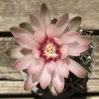 サボテン,緋花玉,多肉植物,鉢植え,開花の画像