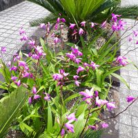 シラン,花言葉,今日のお花,しあわせ運べるように,いつも心に太陽をの画像