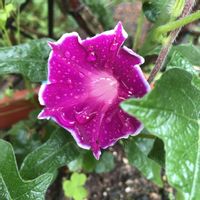 アサガオ,朝顔,ガーデニング,プランター,花のある暮らしの画像
