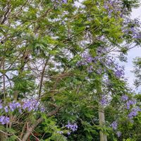 ジャカランタの画像