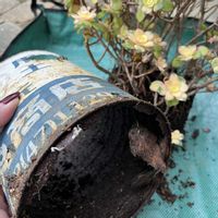 バラ,マトリカリア,夕映え,多肉植物,植え替えの画像