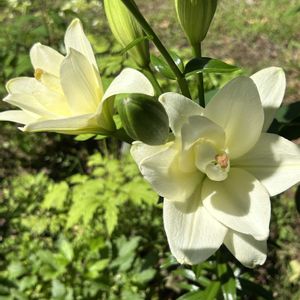 百合,ナチュラルガーデン,6月の庭の画像