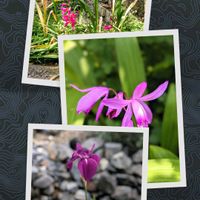 カキツバタ,グラジオラス,シラン,思い出,お出かけ先の画像