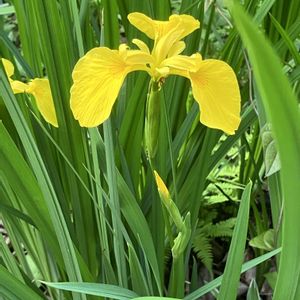 ショウブ,黄花しょうぶ,黄色い花,畑の花,バッチリ！の画像