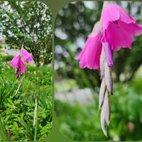 スイレン,睡蓮,菖蒲,菖蒲,花菖蒲の画像