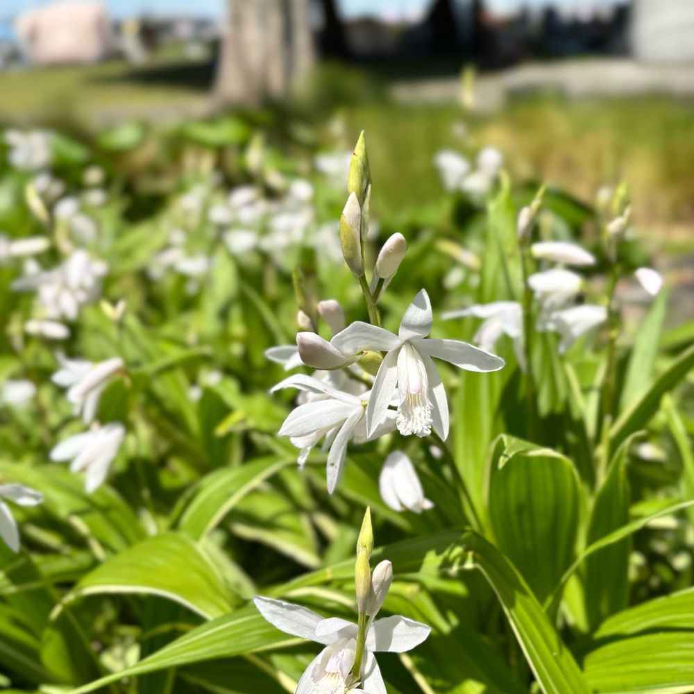 na.ta.neさんの山下公園への投稿
