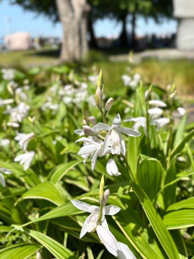 na.ta.neさんの山下公園への投稿