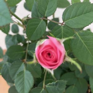 室内,ピンク,窓辺の画像