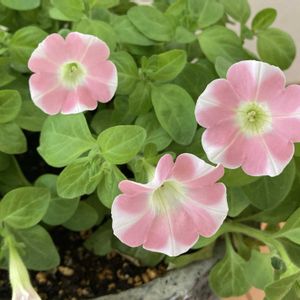 室内,ピンク,窓辺の画像