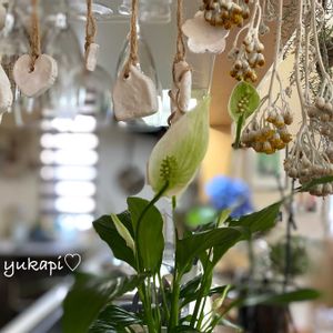 スパティフィラム,スイカぺぺ,観葉植物,緑のある暮らし,手作り雑貨の画像