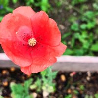 ヒナゲシ,シャーレーポピーの画像