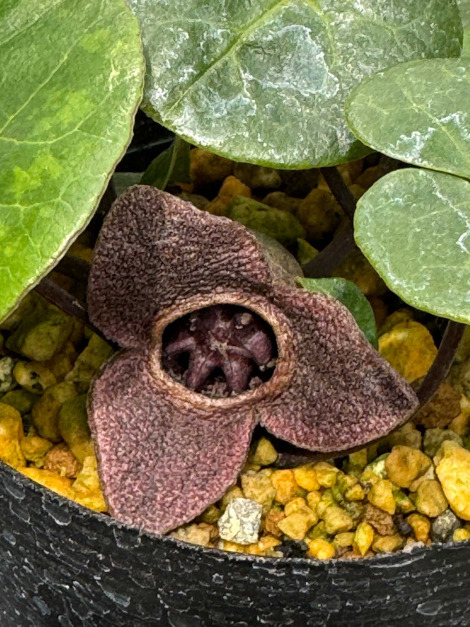 ゆるり散策 7-② (絶滅危惧種温室) 筑波実験植物園 6月 2025.6.6