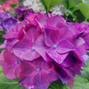 ルビーのアナベル,ナチュラルガーデン,マイガーデン,花のある暮らし,植物のある暮らしの画像