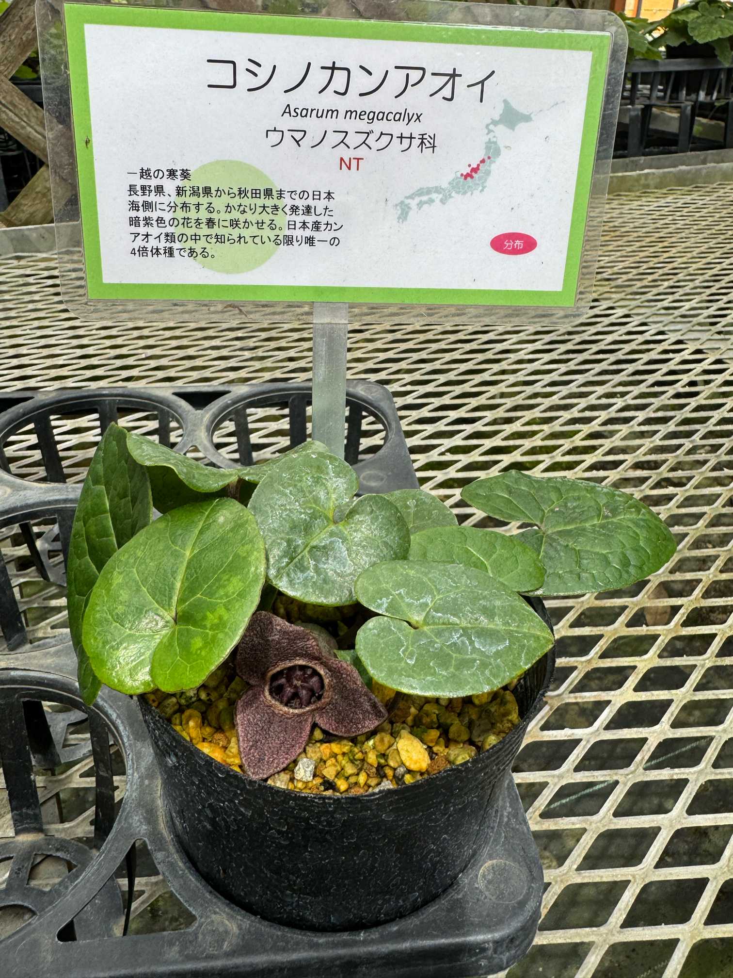 ゆるり散策 7-② (絶滅危惧種温室) 筑波実験植物園 6月 2025.6.6