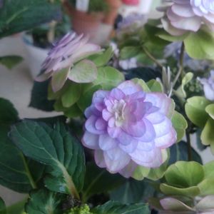 紫陽花 小菊,ナチュラルガーデン,マイガーデン,花のある暮らし,植物のある暮らしの画像