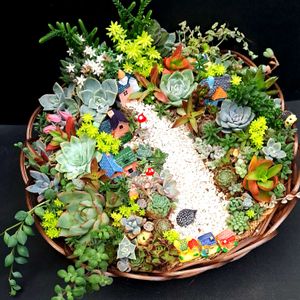 火祭り,多肉植物 寄せ植え,ワカミドリ,クラッスラ･ブローメアナ,多肉寄せ植えの画像