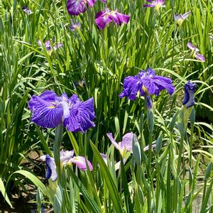 ハナショウブ,ハナショウブ,古典園芸植物,多年草,素敵な出会いに感謝の画像
