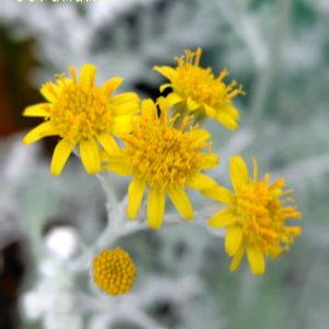シロタエギク,ベランダガーデン,癒し,お花のある暮らし,復興を祈りますの画像