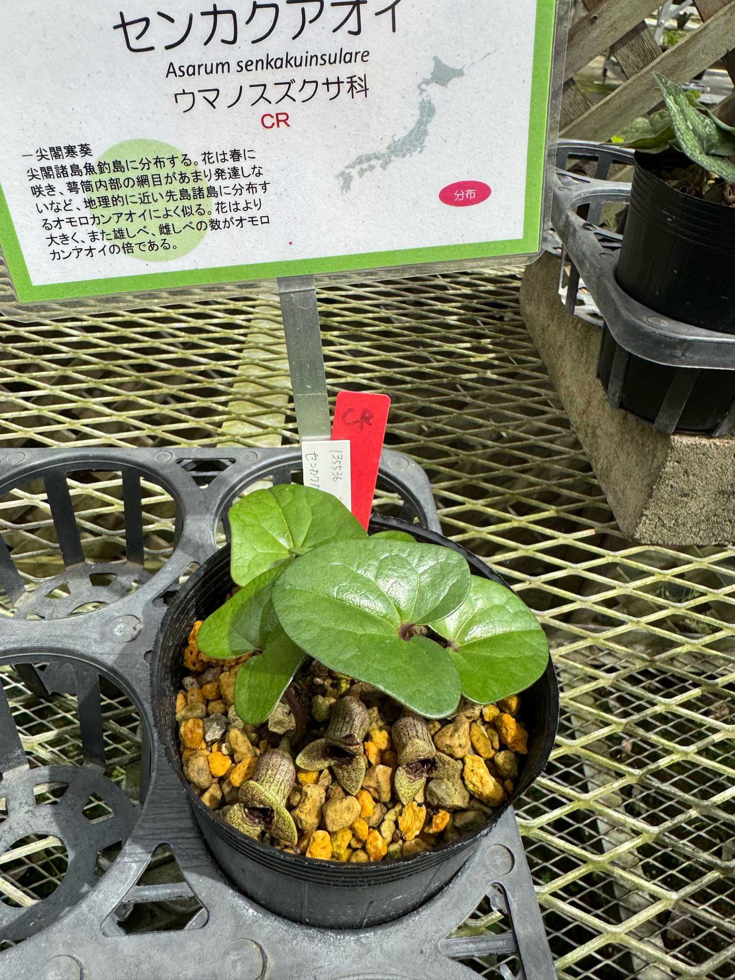 天然＊野生【全て今春の新芽＊お花沢山/カンアオイ＊寒葵】瑞々しく勢い炸裂！ 完売 天然＊野生【全て今春の新芽＊お花沢山/カンアオイ＊寒葵】瑞々