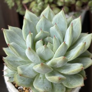 エケベリア　ティッピー,普及種,ベランダガーデニング,多肉植物のある暮らし,多肉だいすきの画像