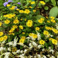 サンビタリア,サンビタリア グレートイエロー,花壇,ガーデニング,ガーデニング初心者の画像