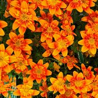 ビーダンス,癒し,黄色の花,オレンジ色の花,可愛い花の画像