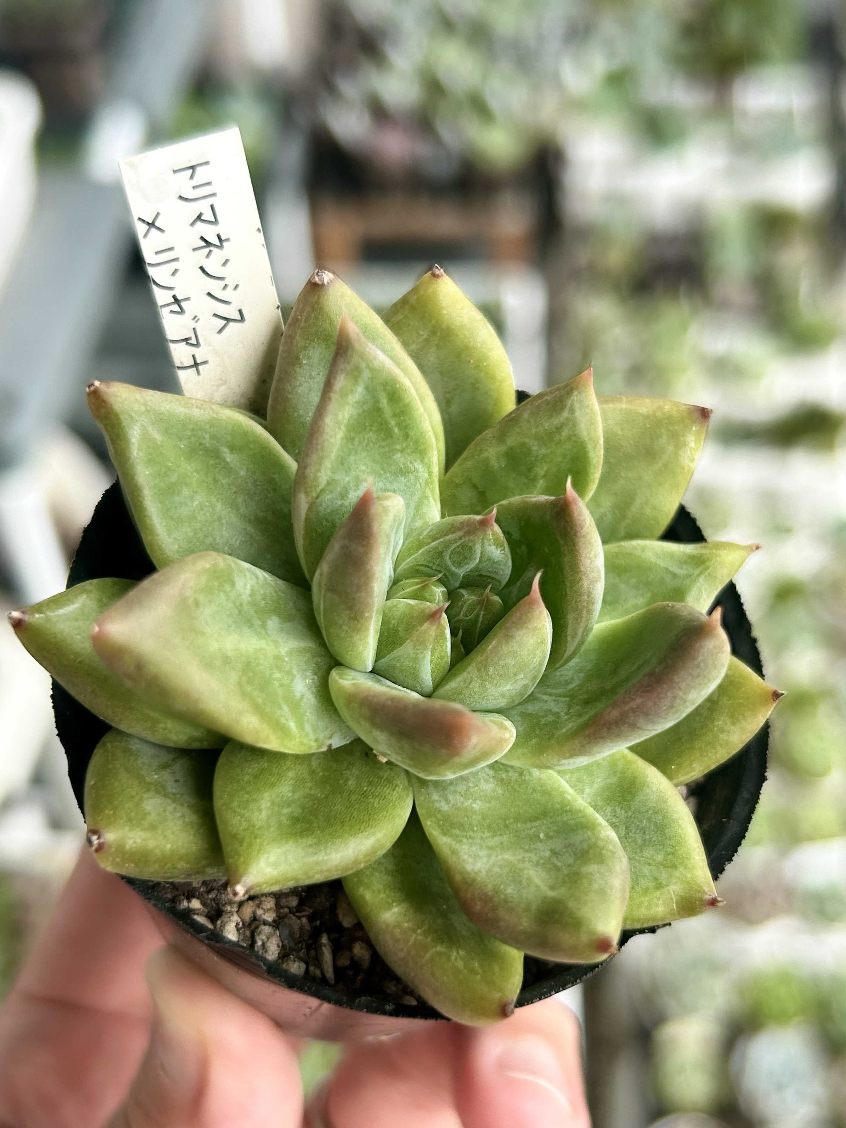 アルバビューティー エケベリア アルバ美尼 Echeveria 'Alba-bini'｜多肉植物図鑑