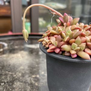 桜吹雪,多肉植物の花芽,多肉植物,多肉のある暮らし,多肉花芽の画像