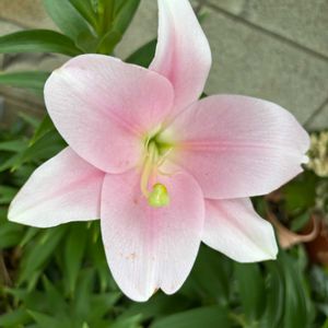 ユリ,鉄砲百合,いい香り,花のある暮らし,可愛いお花の画像