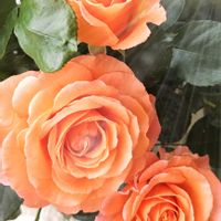 コンフリー,夕張メロン,薔薇 ビブレ バカンス,月曜ローズショー,Juneの会の画像