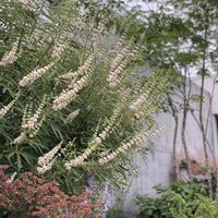 セイヨウニンジンボク,アオダモ,ユーフォルビア ブラックバード,花のある暮らし,記録の画像