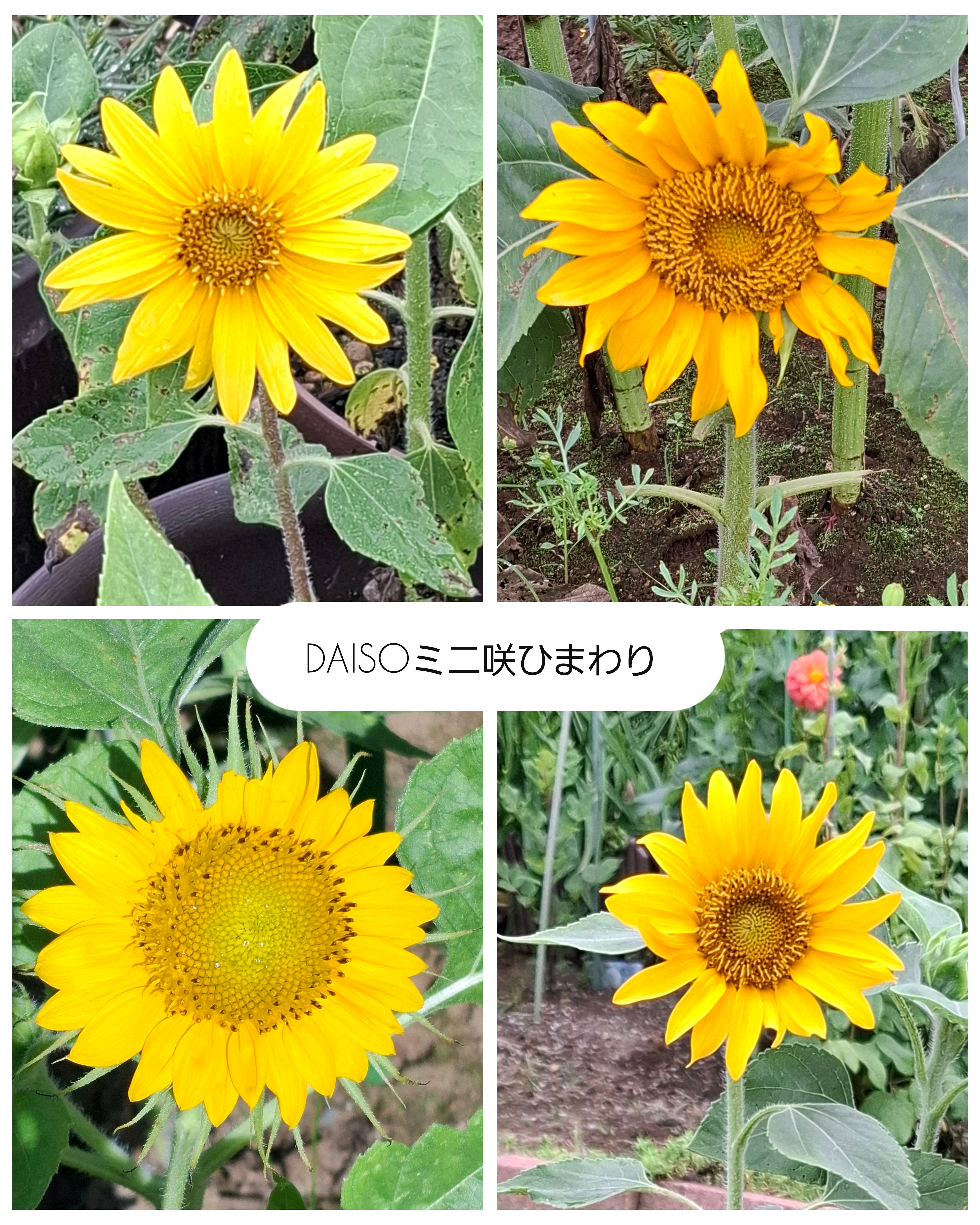 No.551 ☆yumi☆ひまわり2025年｜🍀GreenSnap（グリーンスナップ）