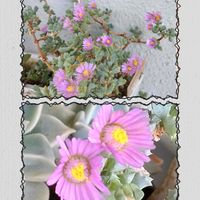 嫁入り娘,銀波錦,琴爪菊,琴爪菊,多肉のお花の画像
