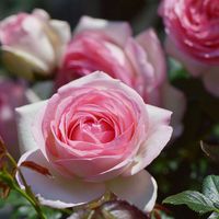 シャクヤク,バラ,バラ ピエール・ド・ロンサール,セダム ペレスデラロサエ,ピレネーフウロの画像