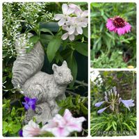 アガパンサス,ソープワート,ソープワート,ガイラルディア グレープセンセーション,スーパートレニア カタリーナ アメジストの画像