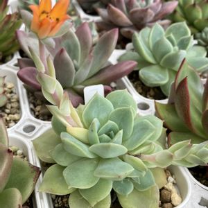 ファンクィーン,寄せ植え,多肉植物,多肉寄せ植え,エケベリア属の画像